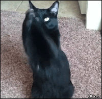 Funny Cat GIF • Hungry desperate black cat standing up, begging for treats