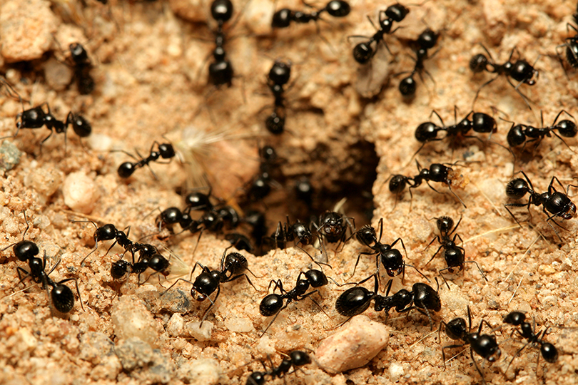 معنى النمل في المنام