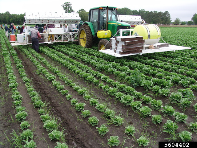 cosecha de lechugas