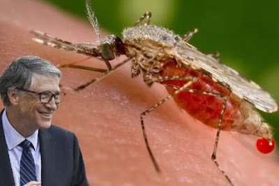 mosquitoes military Bill Gates business corruption medicine healthcare science technology genetic modification