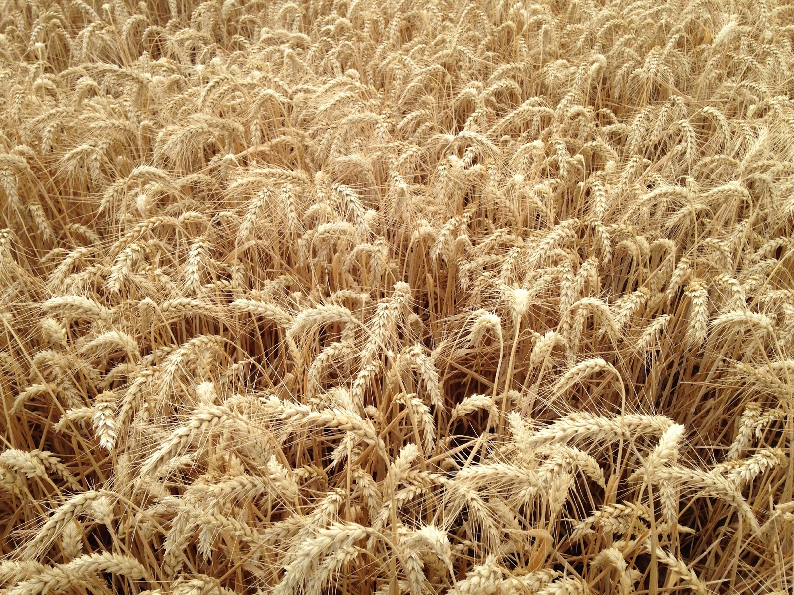 Wsda Agbriefs Washington Grain Commission Receives Director S Citation Award