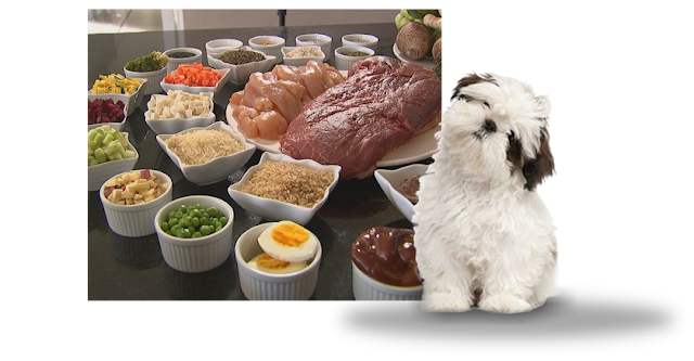 A Comida Ideal para o seu Shih tzu - não e Ração Veja agora!