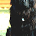Newfoundland (dog) - Large Black Dog