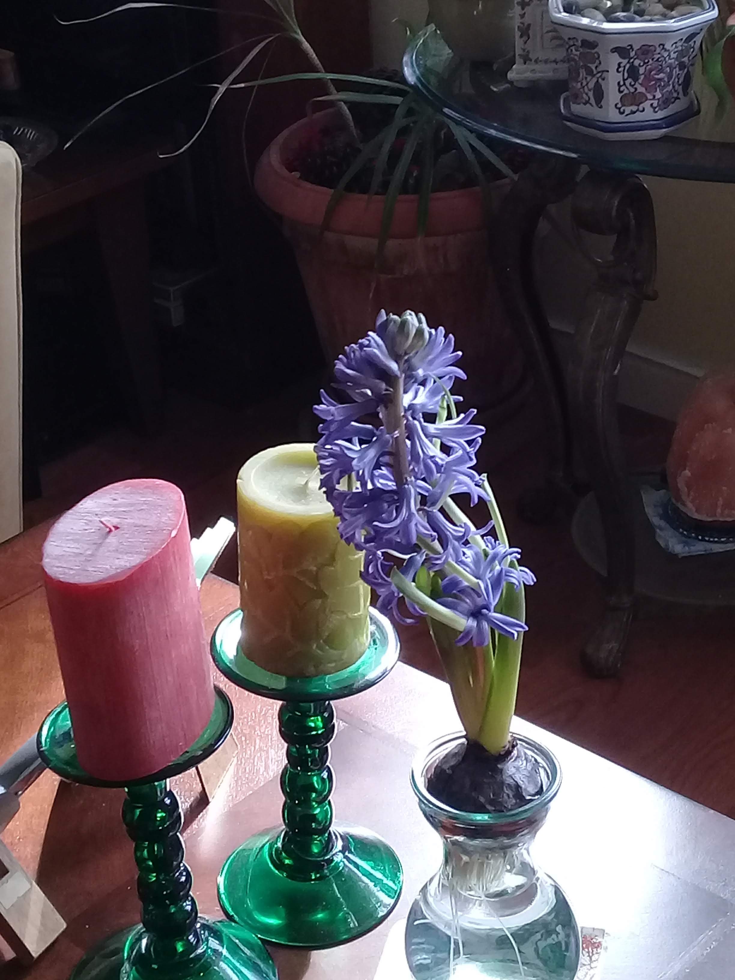 Our Hyacinth Smells So Good, What a Blessing!