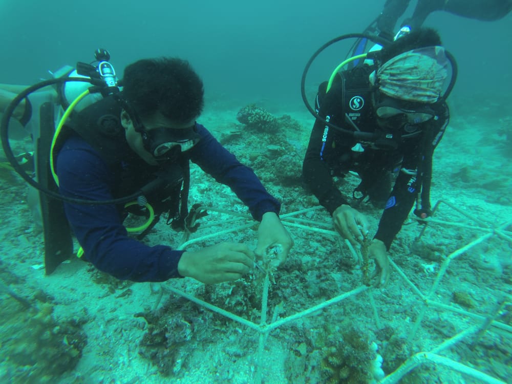 Coral Garden di Perairan Lombok Utara, Pulihkan Pariwisata Bahari