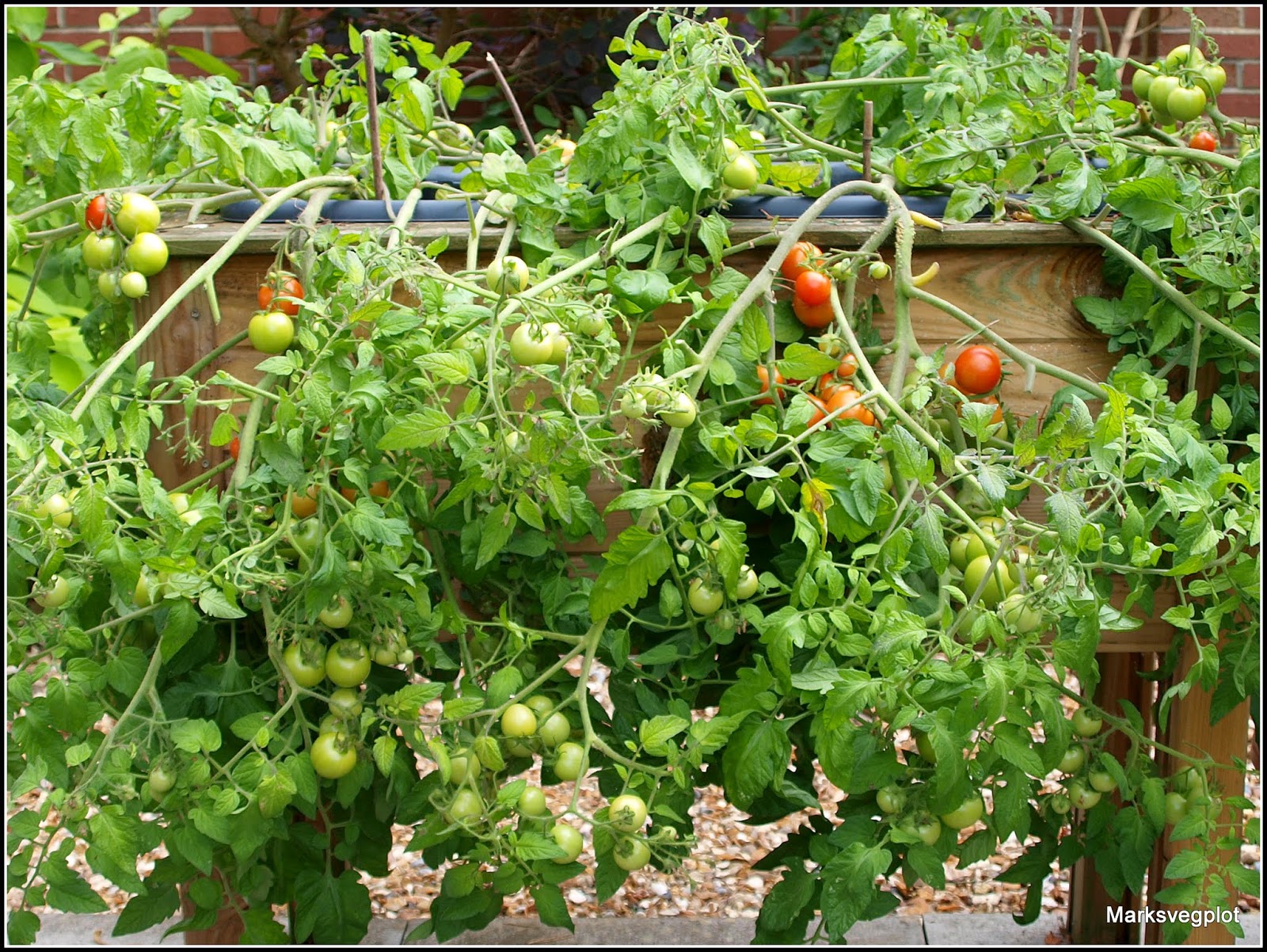 Mark's Veg Plot A technique for growing trailing tomatoes