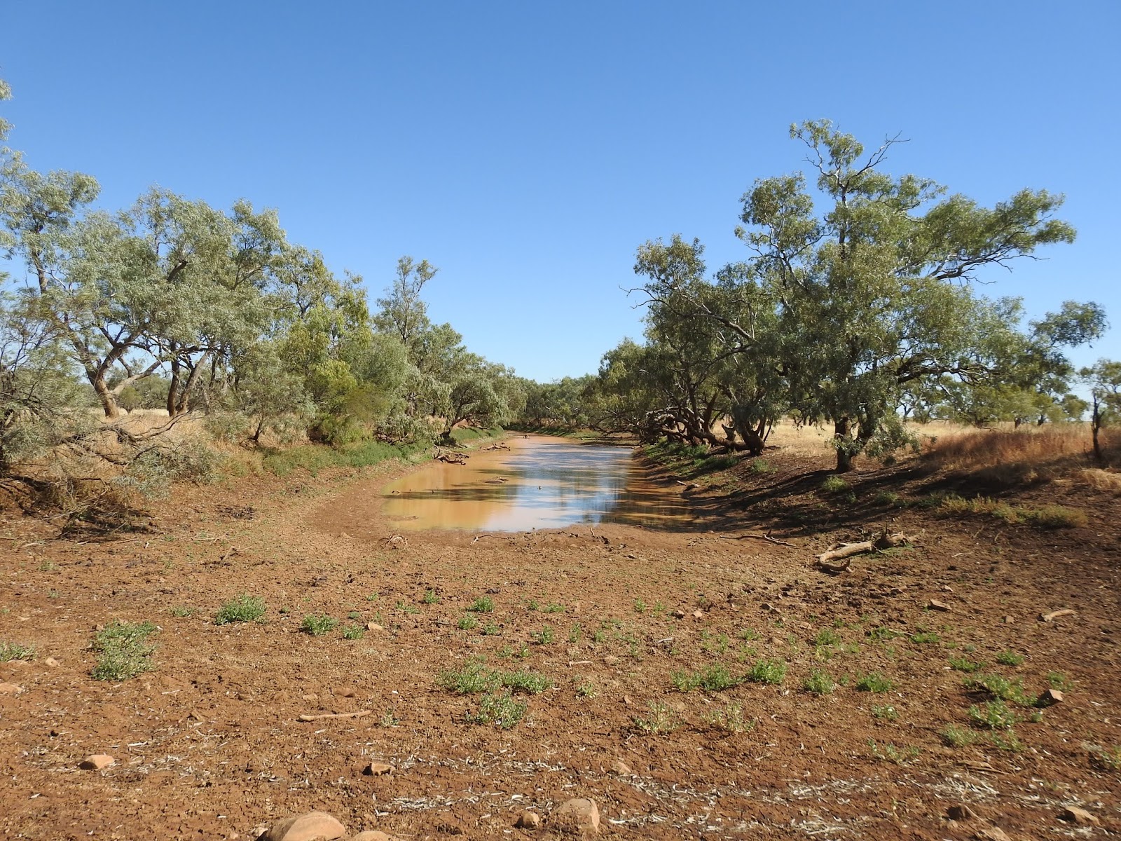 AUSTRALIAN BIRDING SAFARIS WINTON TO CLONCURRY DRIVING DAY