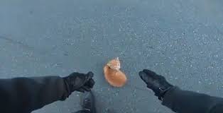 Motorcyclist acts quickly and save tiny kitten found in the middle of the road