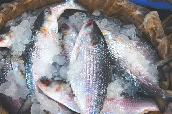 Ilish, Hilsa herring, Hilsa Shad, Ellis, Modar, Palva, Pallo Machhi, Sboor, Terubuk, hilsa fish, about hilsa fish, hilsa fish appearance, hilsa fish bangladesh, hilsa fish breeding, hilsa fish color, hilsa fish characteristics, hilsa fish eggs, hilsa fish facts, hilsa fish history, hilsa fish catch, hilsa fish total catch, hilsa fish info, hilsa fish images, hilsa fish origin, hilsa fish photos, hilsa fish pictures, hilsa fish rarity, hilsa fish size, hilsa fish scales, hilsa fish uses, hilsa fish trade, hilsa fish varieties, hilsa fish weight