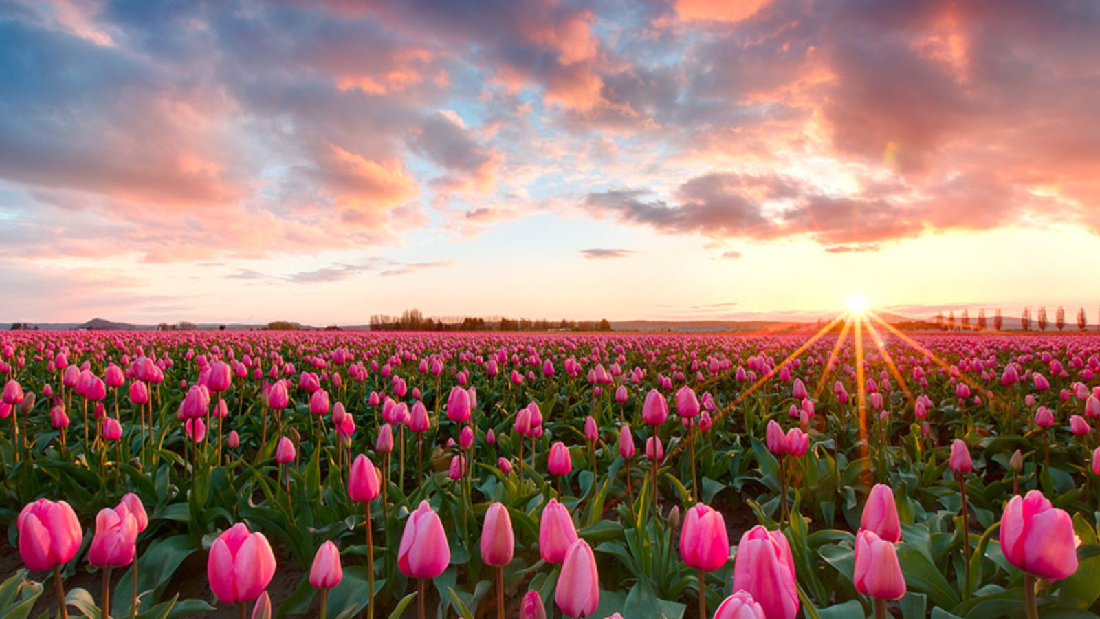Planos de Fundo Paisagem e Floral - Samy Brunetti