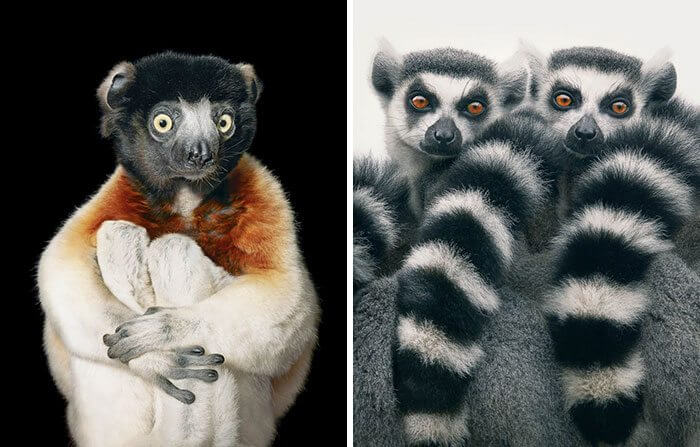 Photographer Spends Years Capturing Endangered Animals; The Extraordinary Photos Broke Our Hearts