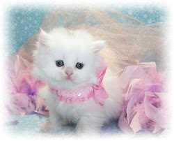 cute cats hd wallpapers cat kitty kitten kittens very sweet baby wallpaper202 adorable cutest pretty kedi yavru kitties standing sweetness
