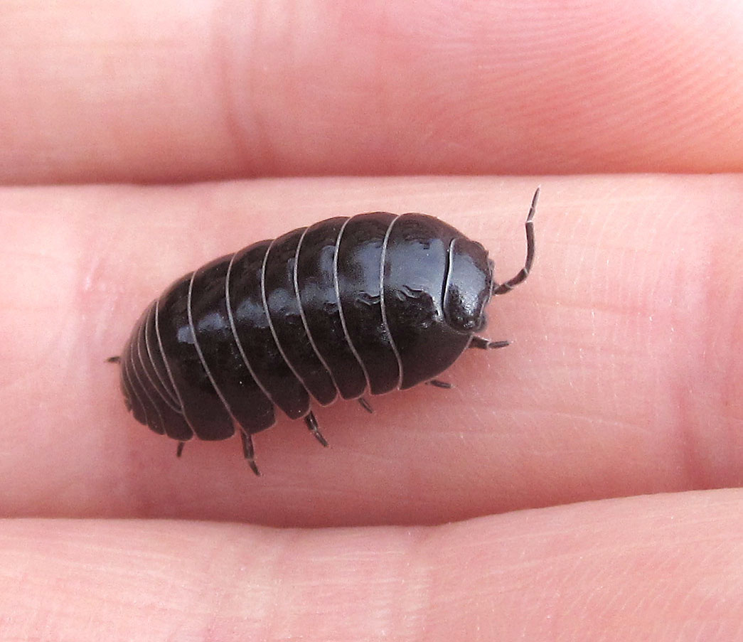 High Elms Woodlouse Naturally