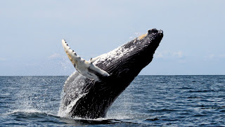Bir kambur balina sudan dışarıya sıçrarken...