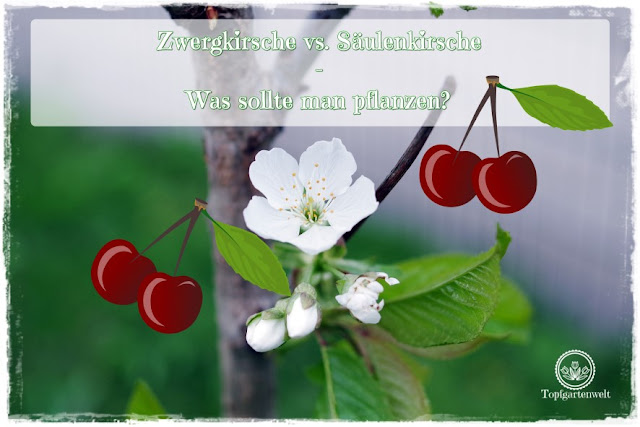 Gartenblog Topfgartenwelt Topfgarten: Säulenbäume sind gesünder als Zwergbäume, daher viel die Wahl auch auf eine Säulenkirsche und nicht auf eine Zwergkirsche.
