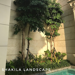 Shakila Landscape