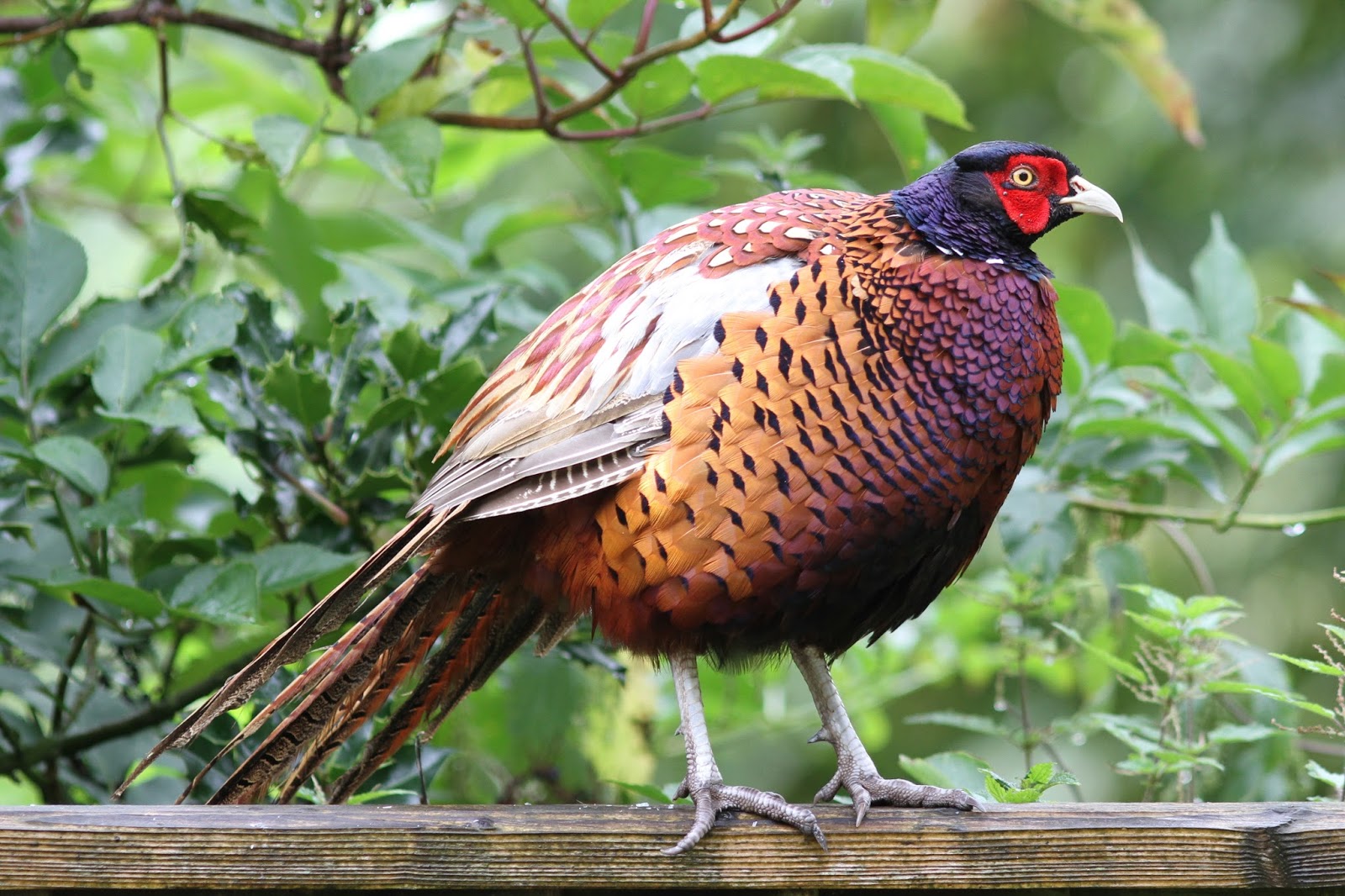 TrogTrogBlog Bird of the week Pheasant