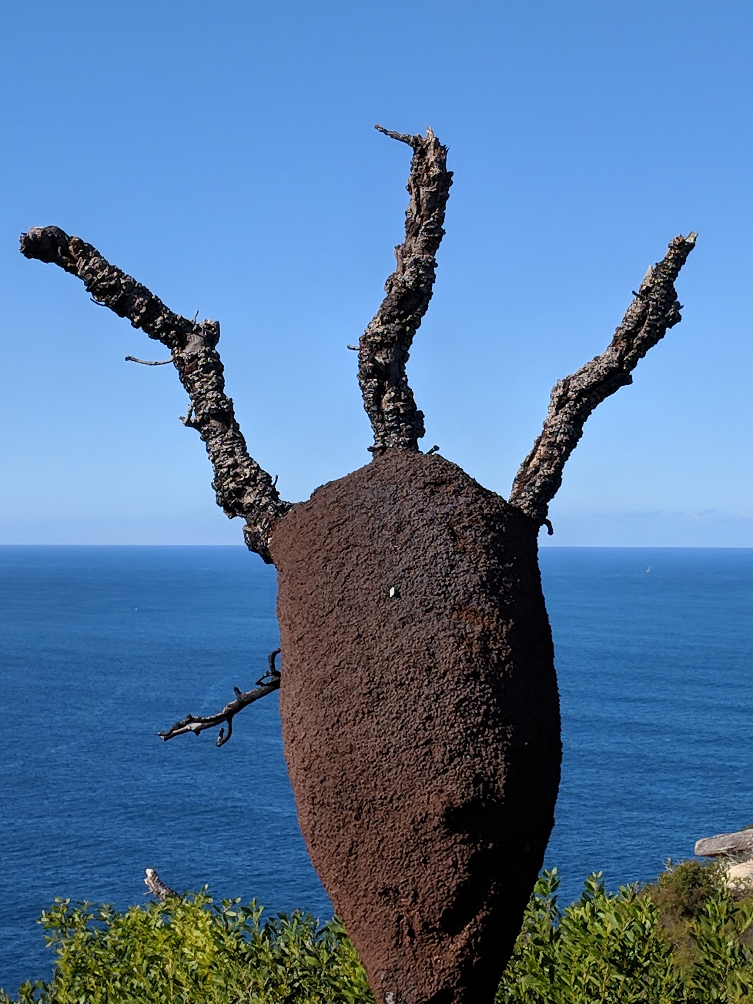 Termite mound up a tree