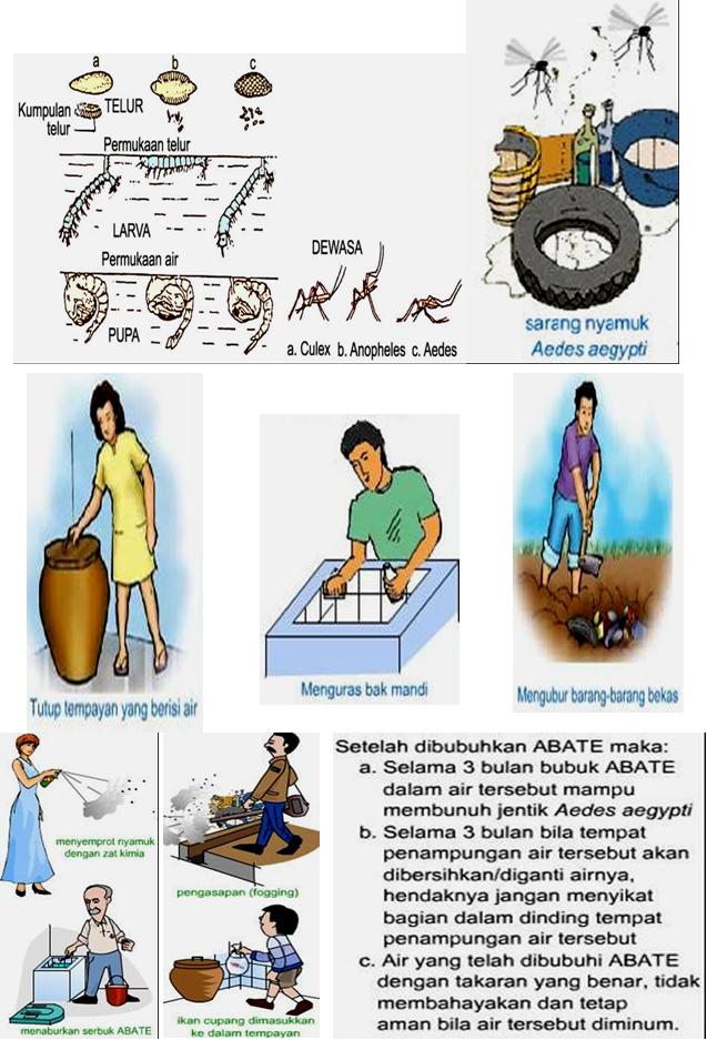 Epidemiologi Menular Penyakit DBD