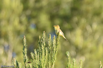 Bosqueta vulgar (Hippolais polyglotta)