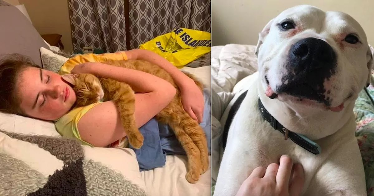 18 Loving Pets That Truly Stole Their Owners' Hearts