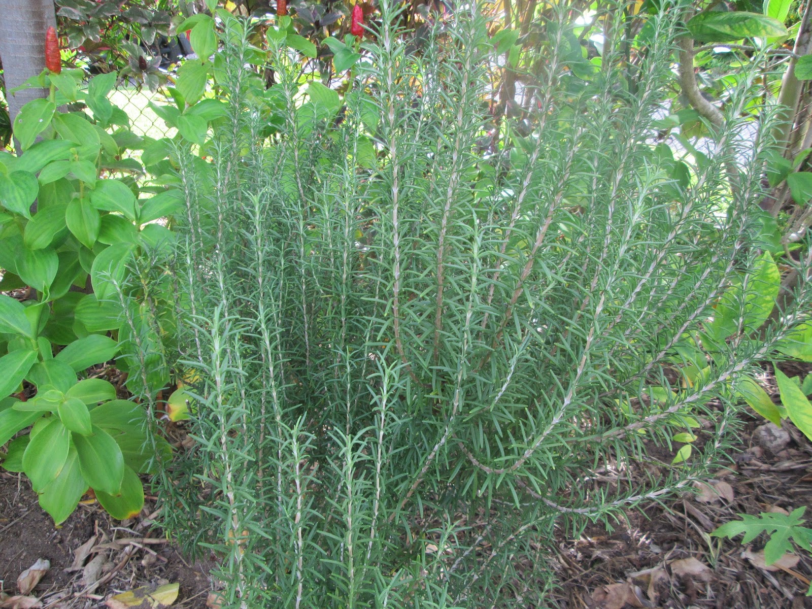Garden Notes from Hawaii ROSEMARY (Rosmarinus officinalis)