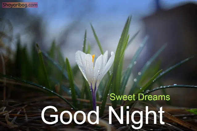 Good Night With Flowers Good Night With Flowers
