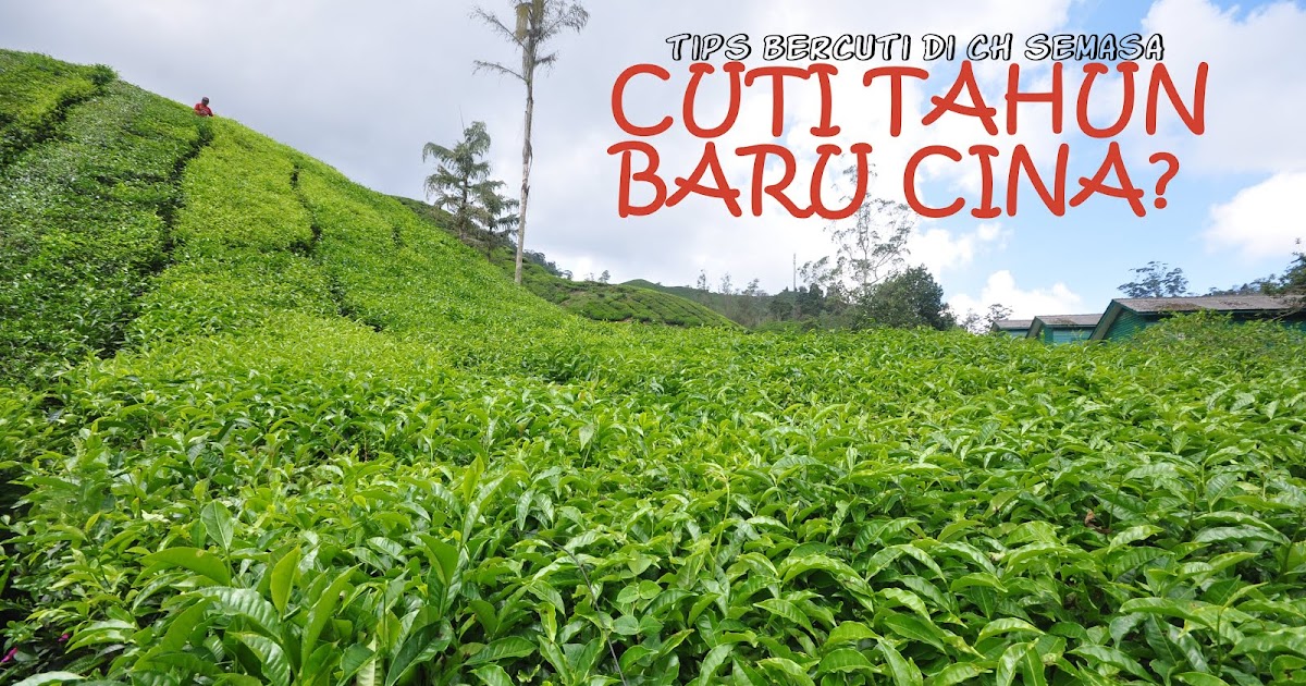 TIPS BERCUTI DI CAMERON HIGHLANDS SEMASA CUTI
