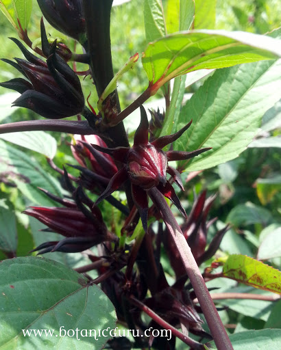 Hibiscus sabdariffa, Roselle fruits