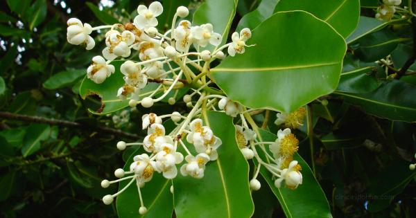 Ciri Ciri Pohon Bintangur (Calophyllum inophyllum) Di Alam