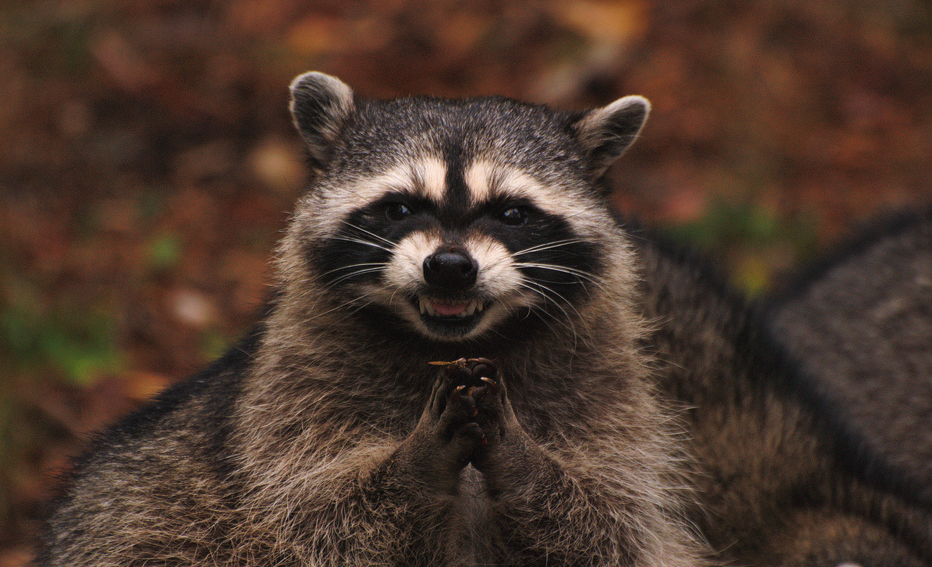 My Local Raccoon