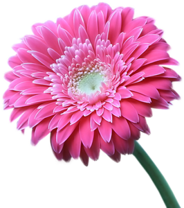 Tattys Thingies: FLOWERS - FOLIAGE