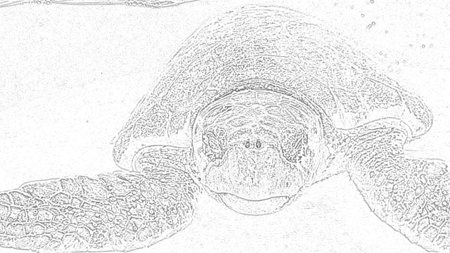 The Holiday Site Coloring Pages Of Turtles Free And Downloadable