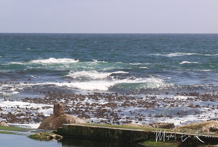 Bosques de Kelp en Camps Bay