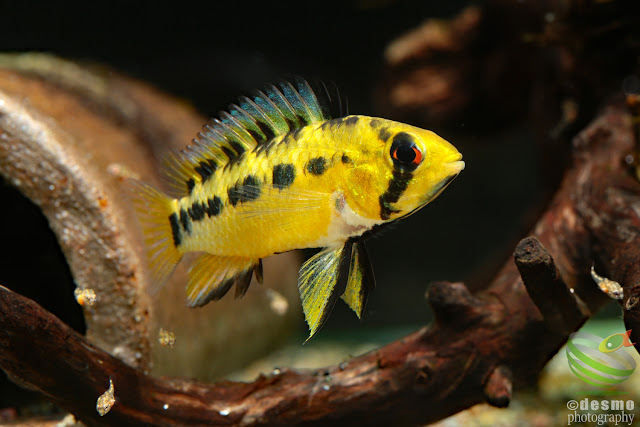 Apistogramma sp. D47