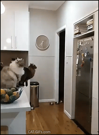 Amazing cat GIF • Flying cat jumping from the kitchen counter. Such a Supercat and Ninja cat. So graceful Amazing cat GIF • Flying cat jumping from the kitchen counter. Such a Supercat and Ninja cat. So graceful