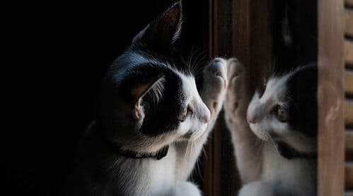 kediler evde yalniz kalir mi cani sikilmamasi icin cozumler bilsebi