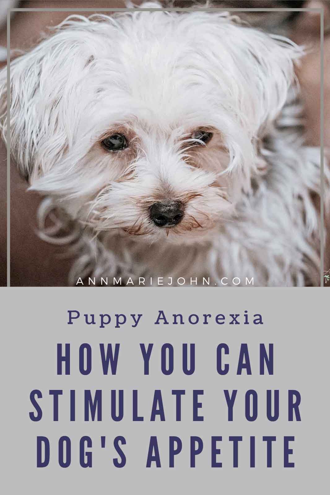 What Is Puppy Anorexia and How Can You Stimulate Your Dog's Appetite