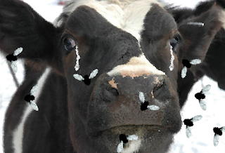 Why flies bother cows African folktale is loved by children and adults as a reminder to always keep your promises.