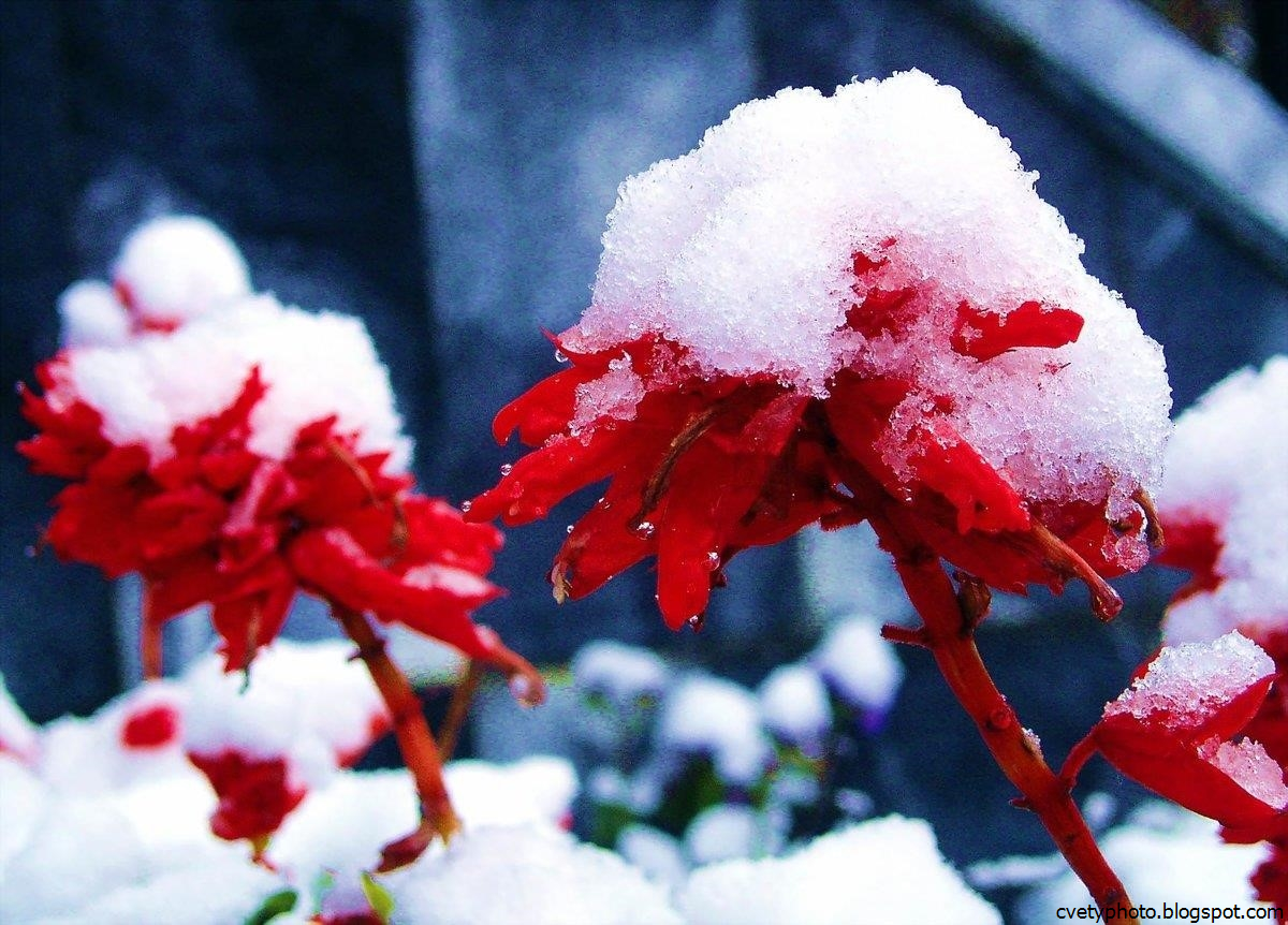 Цветков сугробов. Зимние цветы. Цветы в снегу. Цветы зимой. Цветной снег.