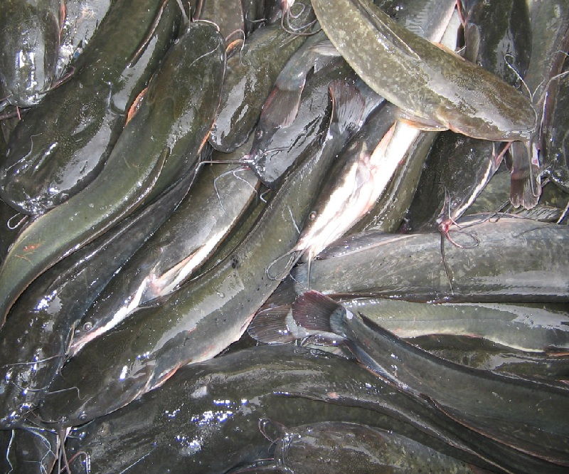 gambar ikan lele sangkuriang