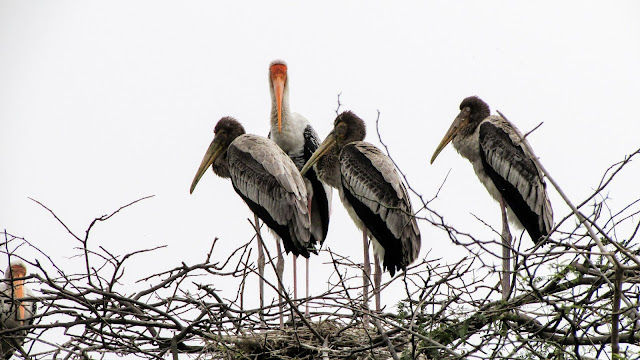 Photography of Stork bird long neck & feathered creatures by Gaurav Singh 