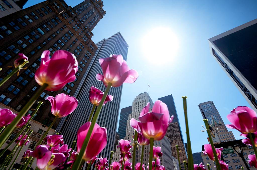 sea of tulips in new york city