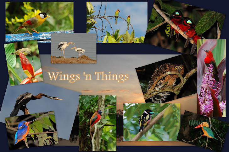 Wings 'n Things