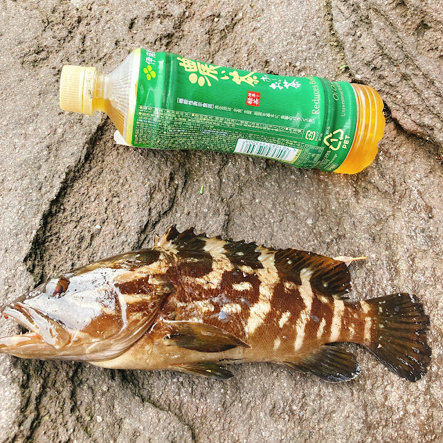 釣れたクエとペットボトル