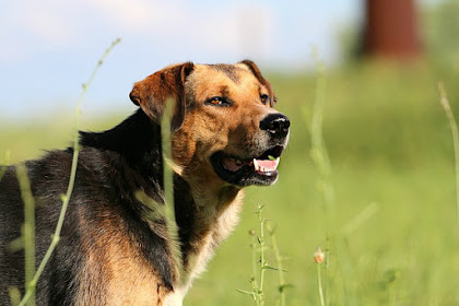 Ciri Ciri Anjing Kampung Yang Bagus Untuk Berburu