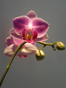 Phalaenopsis moth orchid blooms by garden muses: a Toronto gardening blog
