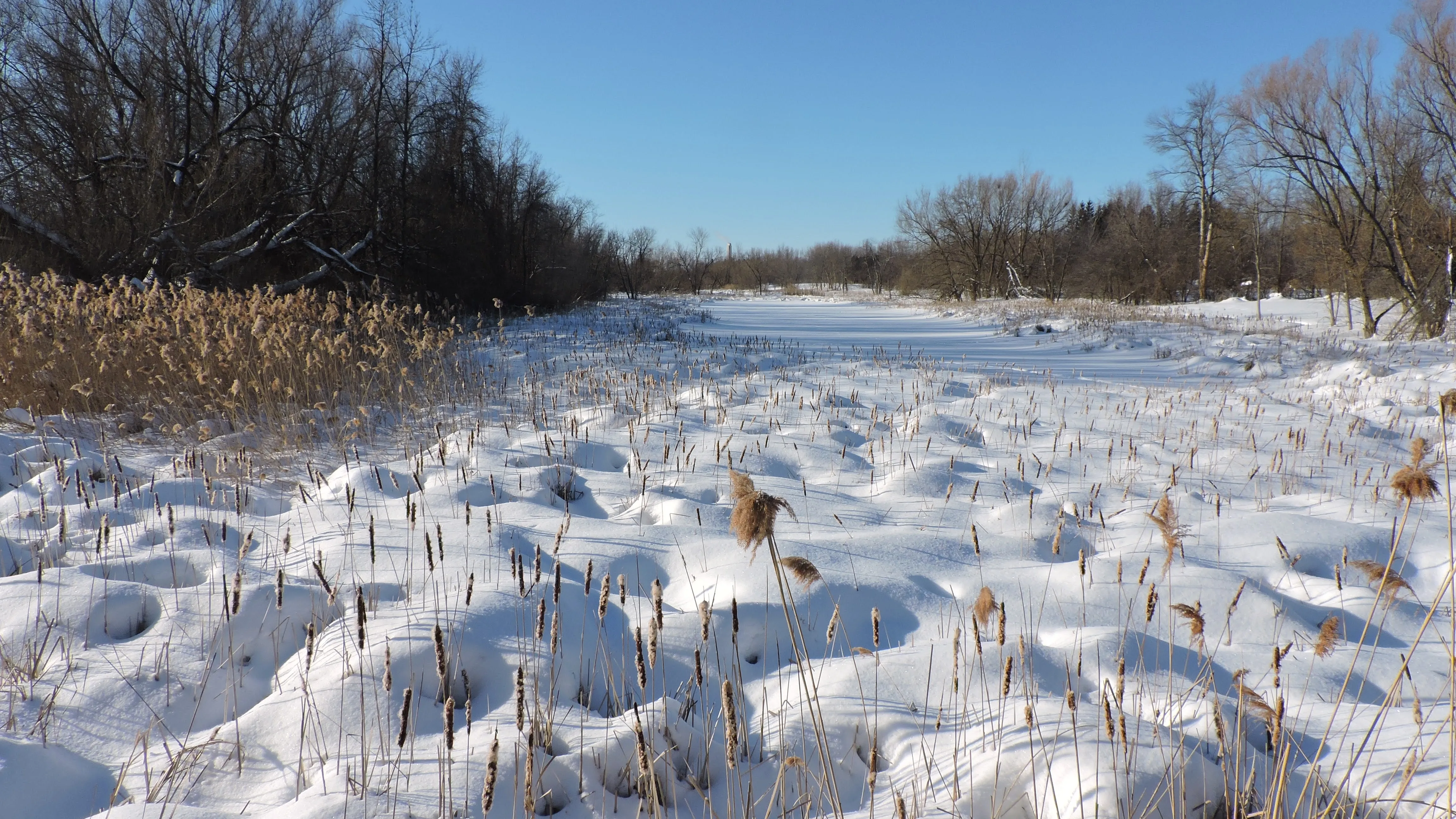 Parc-nature de Pointe-aux-prairies