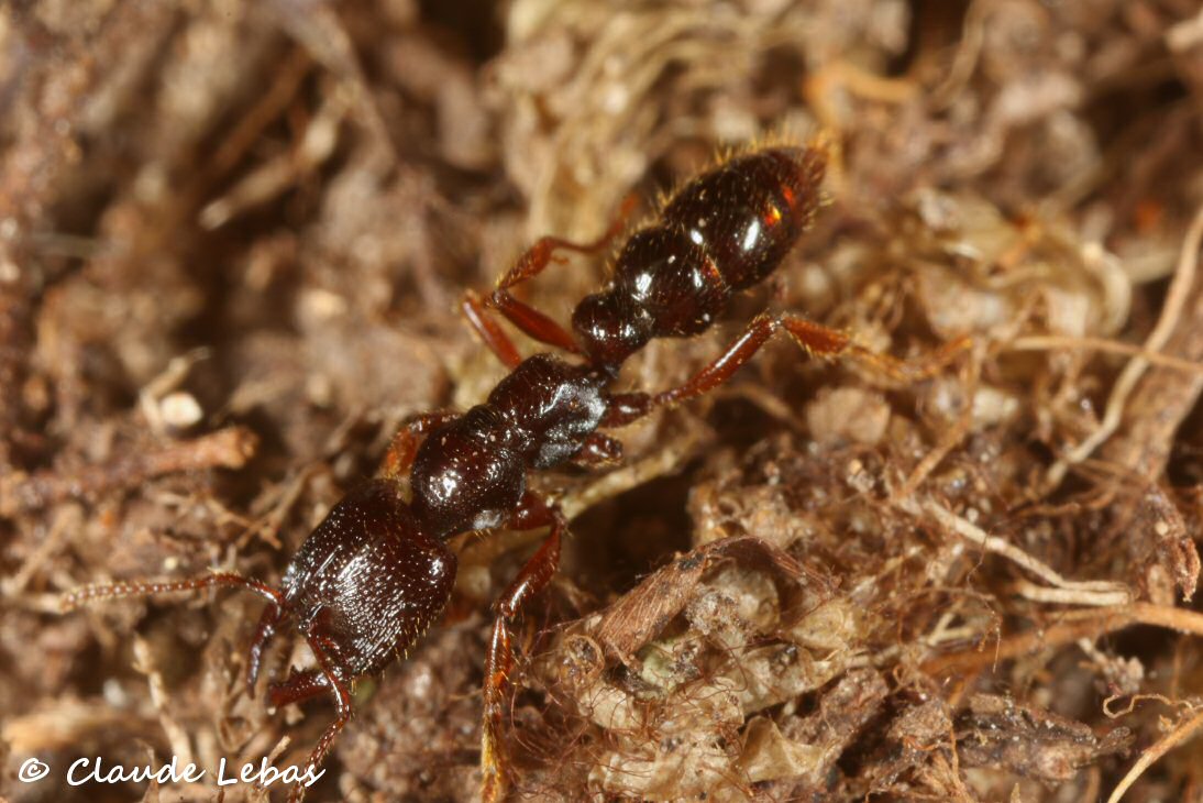 Fourmis d'Australie Amblyopone australis