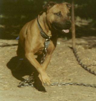 Nigerino Pitbull Puppies For Sale Online